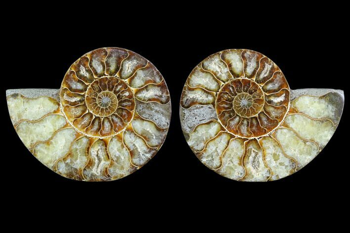 Sliced Ammonite Fossil - Agatized #123187